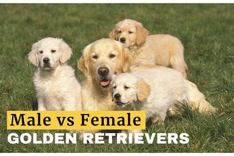 golden retriever boy personality|Male vs. Female Golden Retriever: 10 Differences To Help You。